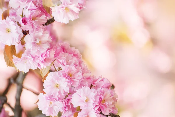 Sakura Svěží Květy Jaře Selektivní Rozostřený — Stock fotografie