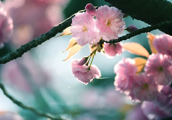 Sakura Πλούσια Άνθη Την Άνοιξη Μαλακό Επιλεκτική Εστίαση — Φωτογραφία Αρχείου