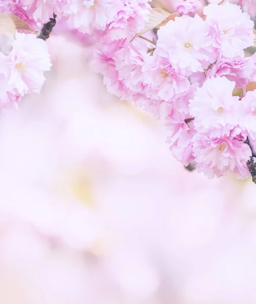 Sakura Svěží Květy Jaře Pohlednice Spousta Prostoru — Stock fotografie