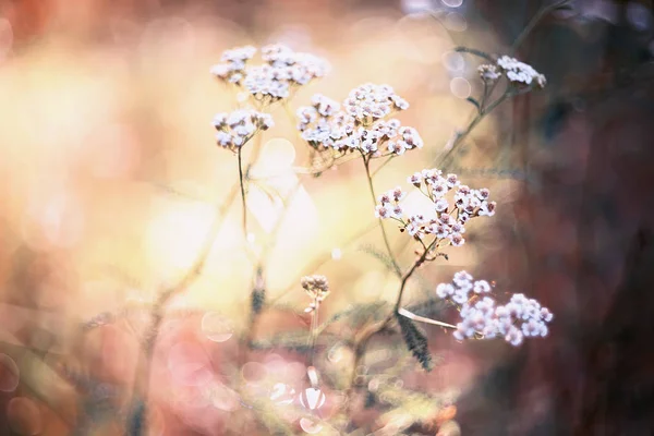 Fina Vita Fältet Blommor Rölleka Selektiv Mjukt Fokus Konst Foto — Stockfoto