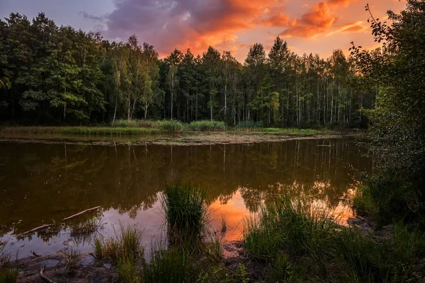 Jezioro Lesie Brzoza Wschodzie Słońca Piękne Miejsce Zaciszne Przyrody — Zdjęcie stockowe