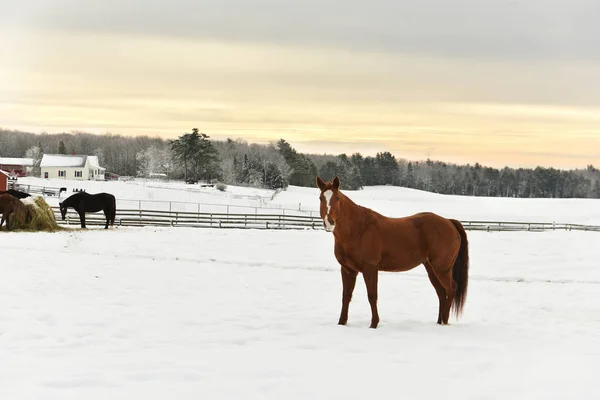 Winterblick Pferde Auf Dem Feld Fressen Heu Winterbauernhof Wald Frost — Stockfoto