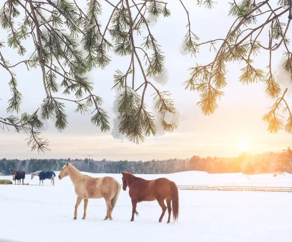 Téli Kilátás Lovak Mező Eszik Szénát Téli Farm Erdei Fagy — Stock Fotó