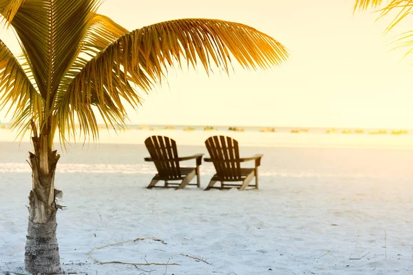 Douce Matinée Sur Plage Océan Atlantique Rameaux Palmiers Sur Des — Photo