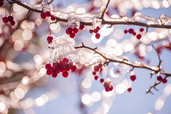Röda Bär Isen Och Gnistrande Festliga Bokeh Stämningen Vintersemester — Stockfoto