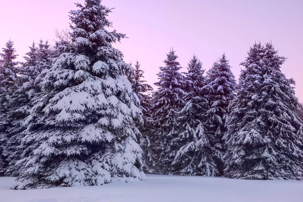 Large spruce coniferous trees in a clearing in the snow. Beautiful winter view.