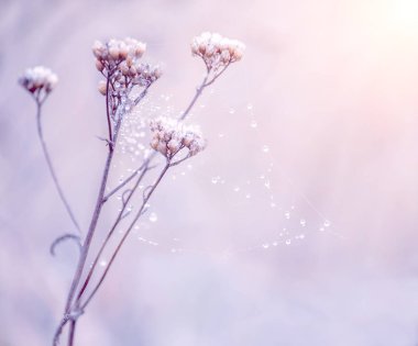 Örümcek ağları narin çiçek beyaz frost ile kaplı. . Yumuşak seçici odak.