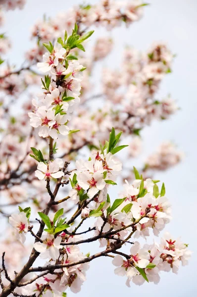 Krásná Nabídka Květin Mandloň Jaře — Stock fotografie