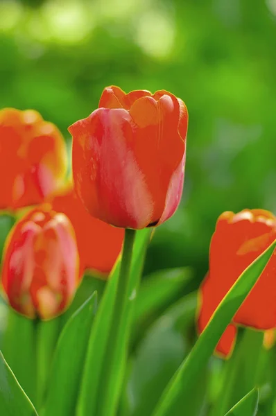 Яркий Цвет Красных Тюльпанов Весеннем Саду — стоковое фото