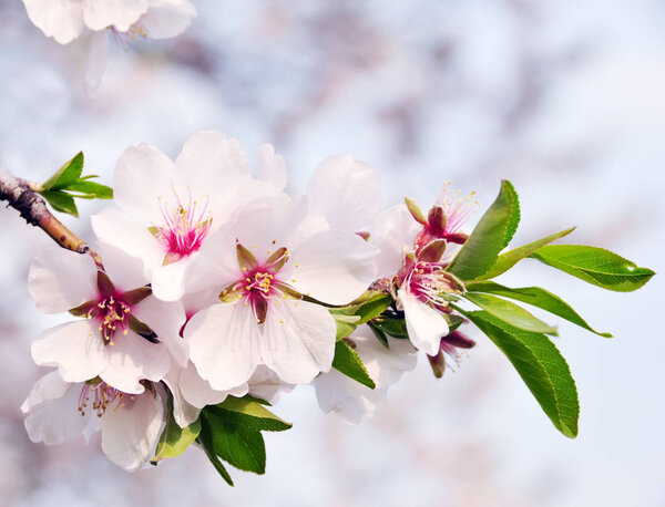 Beautiful tender flowers of almond tree in spring.