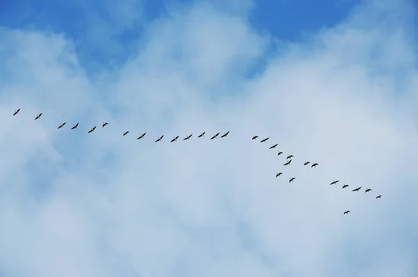 青空にウェッジで飛ぶ鳥の群れ — ストック写真