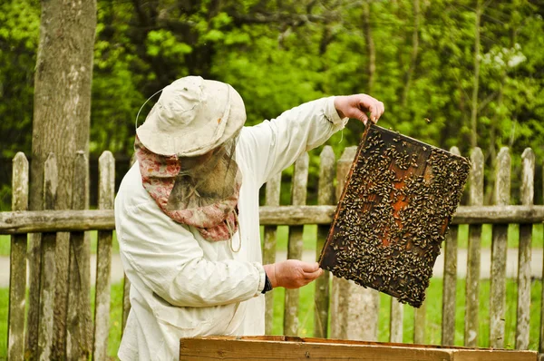 Orang Desa Yang Merawat Lebah Peternakan Lebah — Stok Foto