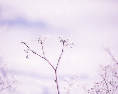 Örümcek ağları narin çiçek beyaz frost ile kaplı. Yumuşak seçici odak.