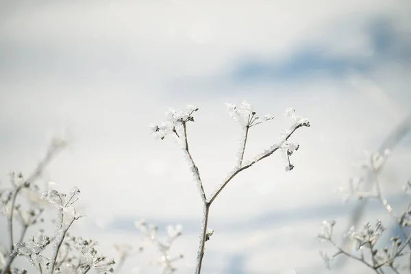 Delicate Bloem Spinnenwebben Bedekt Met White Frost Zachte Selectieve Aandacht — Stockfoto