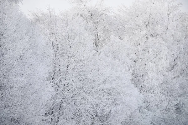 Güneşli Bir Ayaz Ağaçlarının Dalları Üzerinde Güzel Kabarık Frost Güzel — Stok fotoğraf