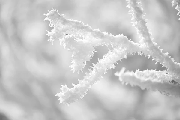 Beautiful Fluffy Frost Branches Close Frosty Sunny Day Beautiful Natural — Stock Photo, Image