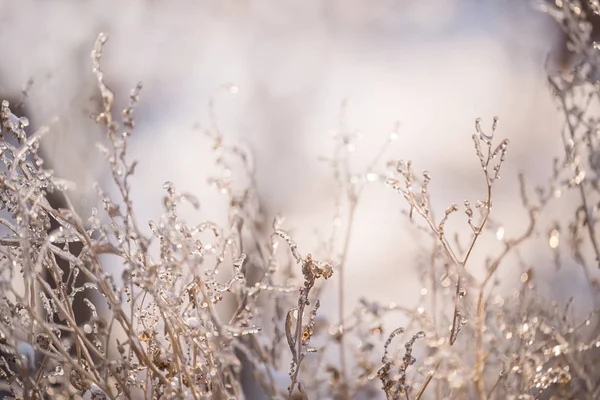 在草地上的太阳草上闪闪发光的冰冻冰 — 图库照片