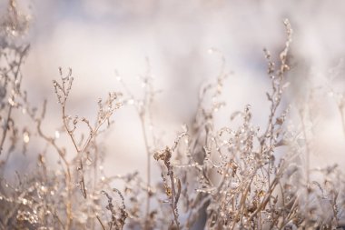 Donmuş buz çayır güneş çimenlerde pırıl pırıl.
