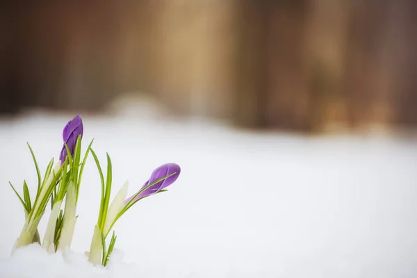 Pierwsze Wiosenne Kwiaty Krokusy Docierali Śniegu Lesie — Zdjęcie stockowe