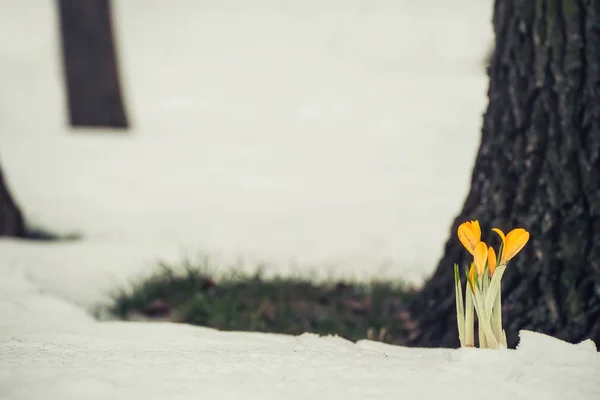 Las Primeras Flores Primavera Azafrán Abrieron Camino Través Nieve Bosque — Foto de Stock