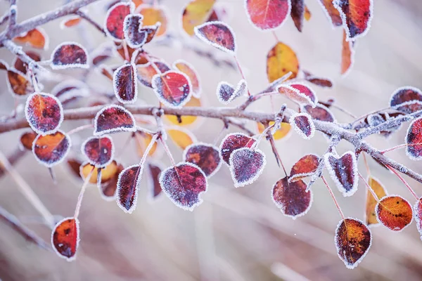 Branch Colorful Leaves Covered White Frost Crystals — Stock Photo, Image