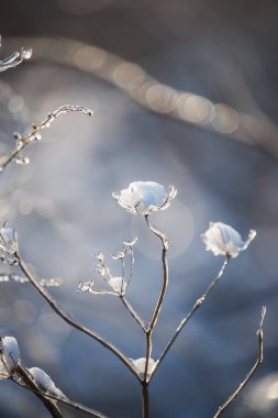 Güzel, doğal bir arka planda buz gibi parlayan sihirli çiçekler. Sanat fotoğrafı. seçici odak.