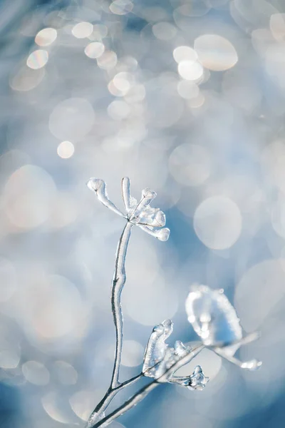 冰上的魔法花在美丽的自然背景上闪闪发光 艺术照片 选择性重点 — 图库照片