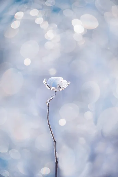 Kouzelné Květiny Ledovém Jiskření Krásném Přírodním Pozadí Fotka Umění Selektivní — Stock fotografie