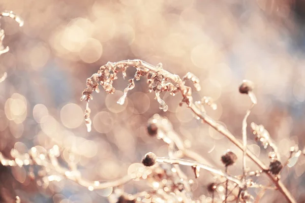 Magic Flowers Icy Sparkling Beautiful Natural Background Art Photo Selective — Stock Photo, Image