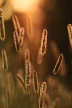 Güneş altında örümcek ağları ile bir çayır üzerinde spikelets. Çayır yumuşak akşamları. seçici odak.