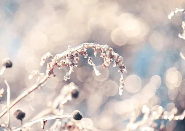 Magic Flowers Icy Sparkling Beautiful Natural Background Art Photo Selective — Stock Photo, Image