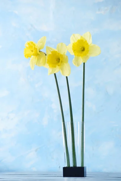 Trzy Kwiaty Wiosny Jasnym Tle — Zdjęcie stockowe