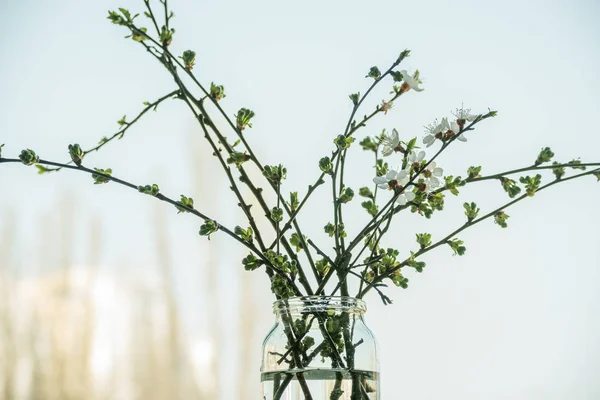 Ramos Com Brotos Primeiras Flores Cereja Uma Lata Simples Uma — Fotografia de Stock