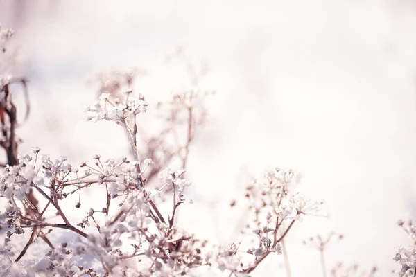 Delicate flower covered with white frost. Grass in the meadow covered with hoarfrost.  Soft selective focus.