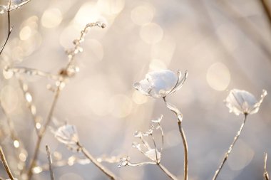 Güzel, doğal bir arka planda buz gibi parlayan sihirli çiçekler. Sanat fotoğrafı. seçici odak.