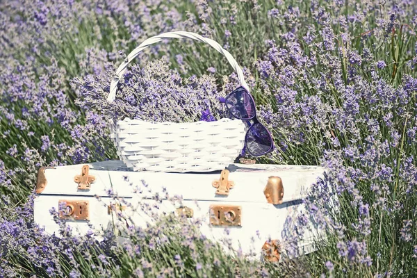 Maleta Blanca Vintage Una Cesta Blanca Con Flo Lavanda Campo —  Fotos de Stock