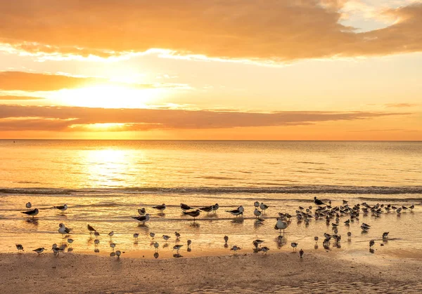 Golden evening on the ocean and birds on the sand near the water. USA. Atlantic Ocean.