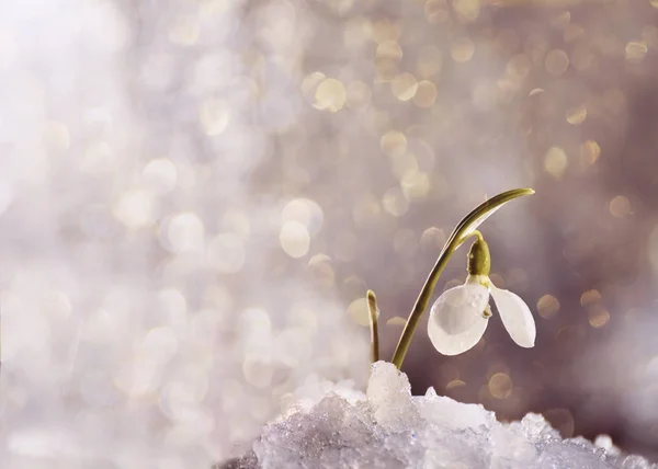 Den Första Vårblomma Snödroppe Smältande Snö Magiska Foto Vårens — Stockfoto