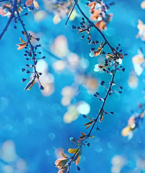 Der Beginn Der Kirschblüte Öffnen Wunderbar Zarte Erste Blüten Künstlerisches — Stockfoto