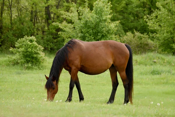 緑の草原での馬の放牧 — ストック写真