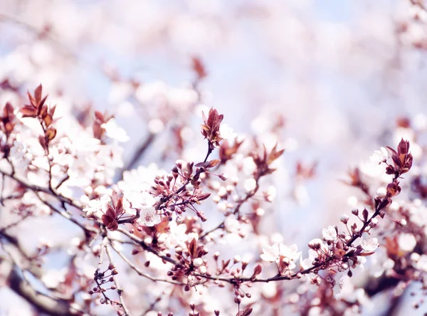 Začátek Květu Třešňového Stromu Otevřením Nádherné Něžně První Květy Umělecké — Stock fotografie