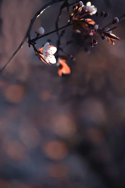 桜の開花ツリーの先頭 素敵な入札の最初の花を開きます 芸術的な写真 選択的なソフト フォーカス — ストック写真
