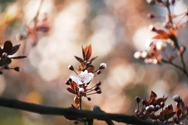 Beginning Flowering Cherry Tree Opening Wonderful Tender First Flowers Artistic — Stock Photo, Image