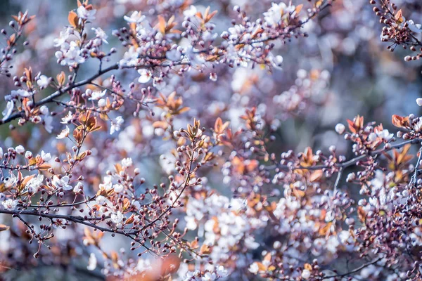 Het Begin Van Bloei Cherry Tree Heerlijk Mals Eerste Bloemen — Stockfoto