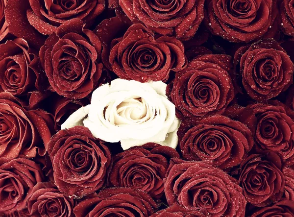 Red dark roses in water drops and one white rose. Floral background.