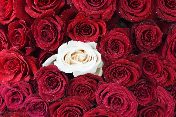 Red dark roses in water drops and one white rose. Floral background.