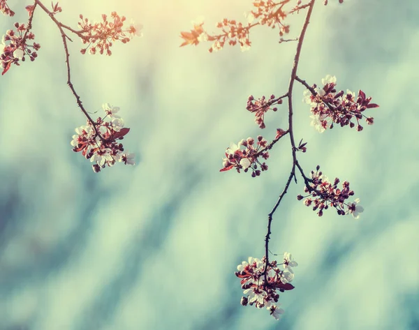 Der Beginn Der Kirschblüte Öffnen Wunderbar Zarte Erste Blüten Künstlerisches — Stockfoto