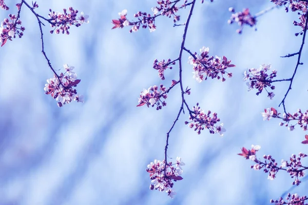Začátek Květu Třešňového Stromu Otevřením Nádherné Něžně První Květy Umělecké — Stock fotografie
