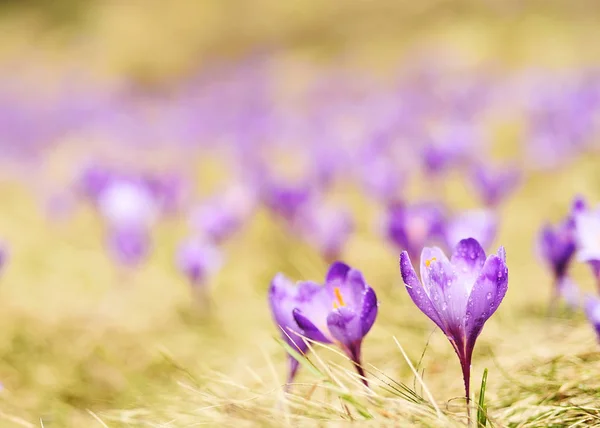 Kwitną Pierwsze Kwiaty Wiosny Szafranu Krokusy Łące Górskiej — Zdjęcie stockowe