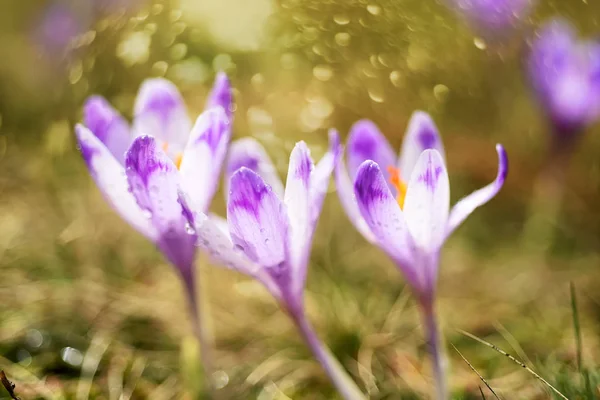 Flor Das Primeiras Flores Primavera Açafrão Crocos Close Foco Suave — Fotografia de Stock